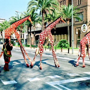 Girafes  Xirriquiteula teatre